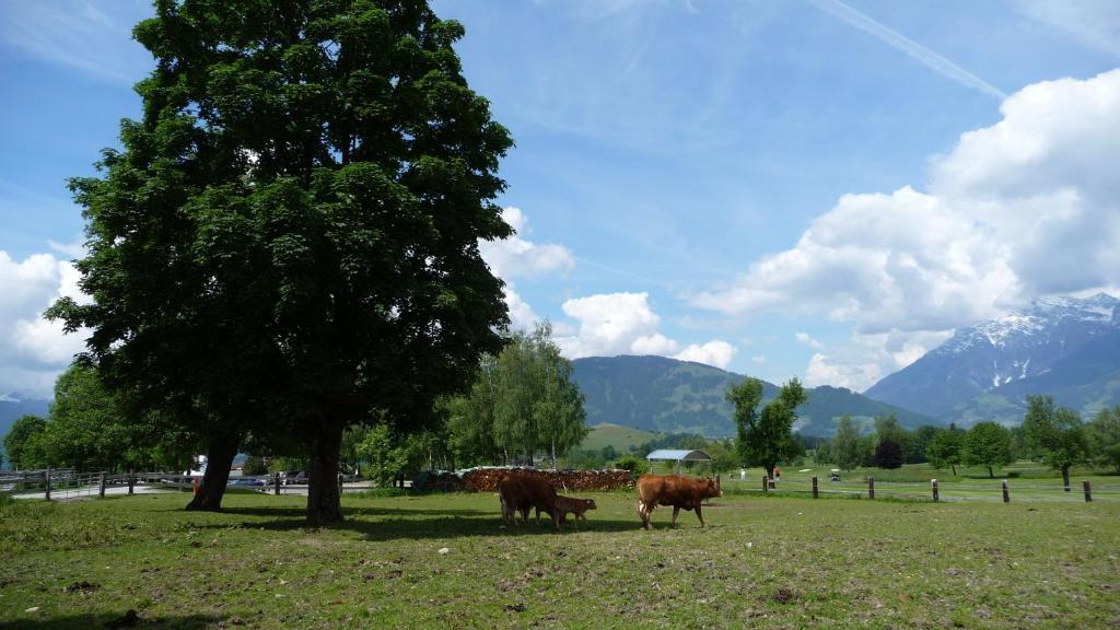 Apartmán Haus Rieder Georg Maria Alm am Steinernen Meer Exteriér fotografie